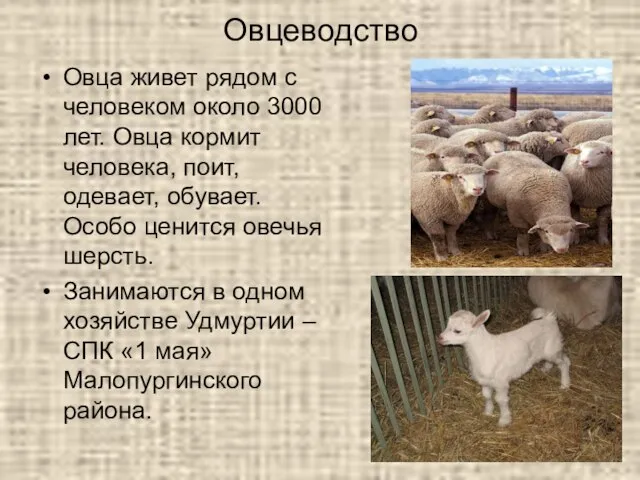 Овцеводство Овца живет рядом с человеком около 3000 лет. Овца кормит человека,