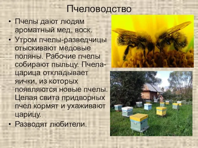 Пчеловодство Пчелы дают людям ароматный мед, воск. Утром пчелы-разведчицы отыскивают медовые поляны.