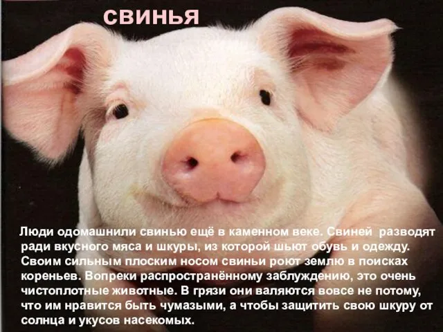 свинья Люди одомашнили свинью ещё в каменном веке. Свиней разводят ради вкусного