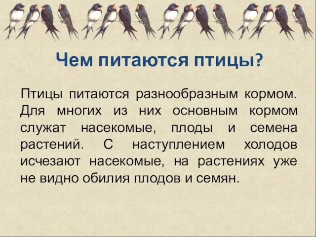 Чем питаются птицы? Птицы питаются разнообразным кормом. Для многих из них основным