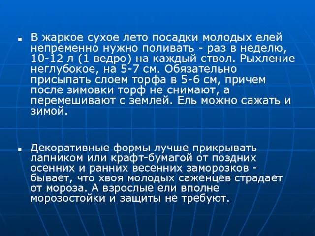 В жаркое сухое лето посадки молодых елей непременно нужно поливать - раз