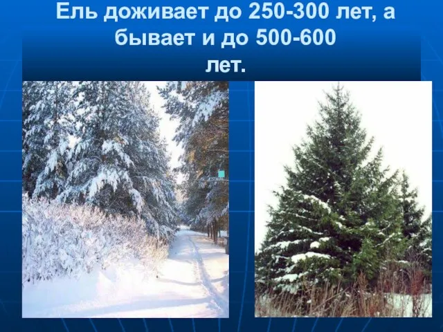 . Ель доживает до 250-300 лет, а бывает и до 500-600 лет.