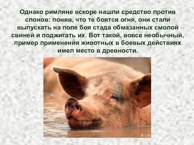 Однако римляне вскоре нашли средство против слонов: поняв, что те боятся огня,