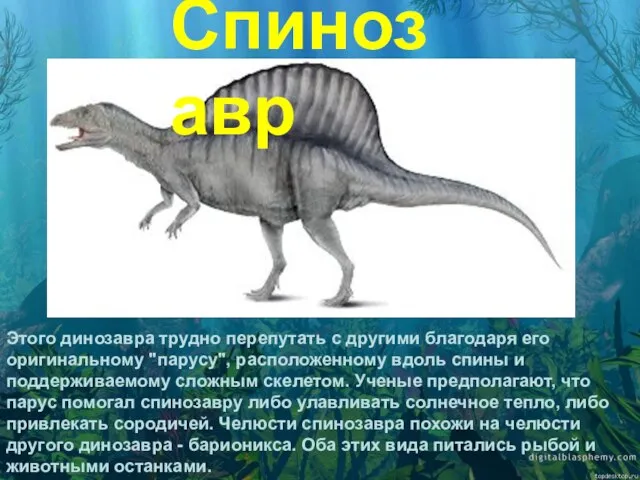 Этого динозавра трудно перепутать с другими благодаря его оригинальному "парусу", расположенному вдоль