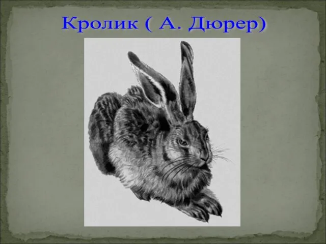 Кролик ( А. Дюрер)