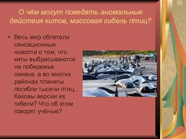 О чём могут поведать аномальные действия китов, массовая гибель птиц? Весь мир