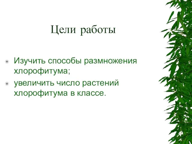 Цели работы Изучить способы размножения хлорофитума; увеличить число растений хлорофитума в классе.