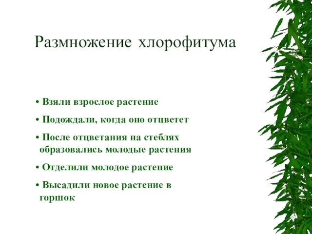 Размножение хлорофитума Взяли взрослое растение Подождали, когда оно отцветет После отцветания на