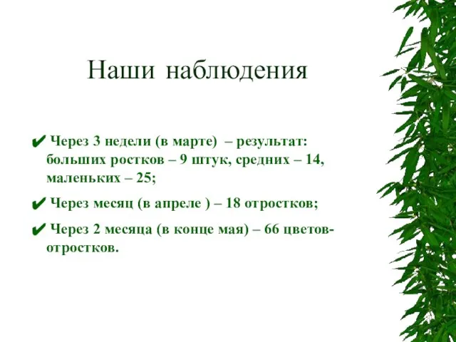 Наши наблюдения Через 3 недели (в марте) – результат: больших ростков –