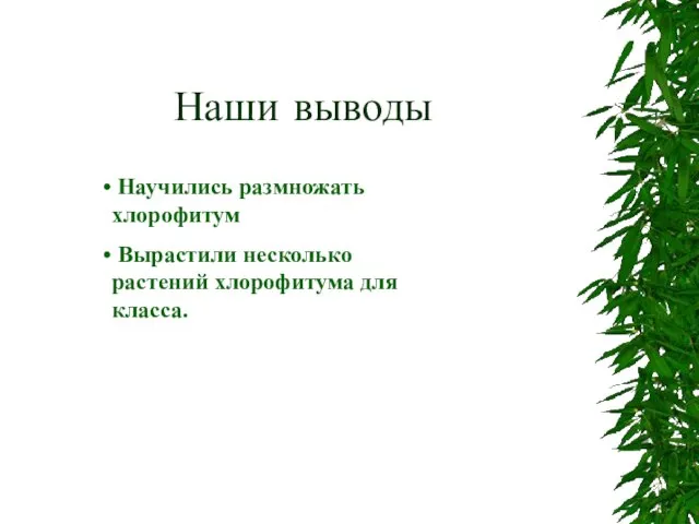 Наши выводы Научились размножать хлорофитум Вырастили несколько растений хлорофитума для класса.