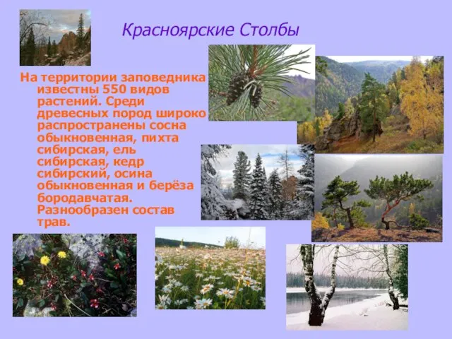 Красноярские Столбы На территории заповедника известны 550 видов растений. Среди древесных пород