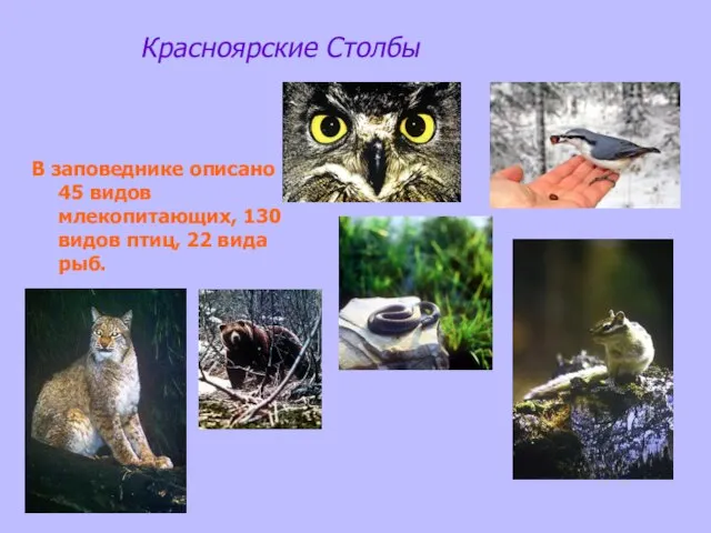 Красноярские Столбы В заповеднике описано 45 видов млекопитающих, 130 видов птиц, 22 вида рыб.