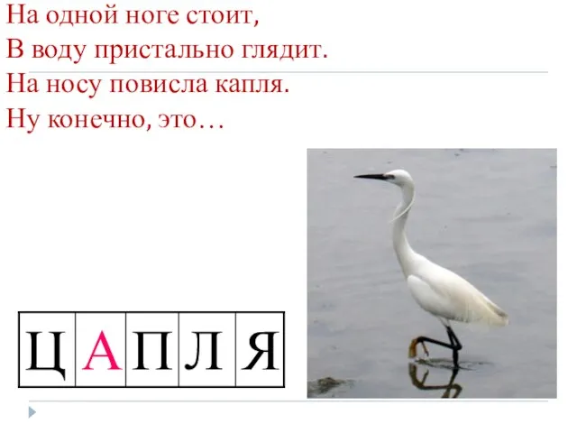 На одной ноге стоит, В воду пристально глядит. На носу повисла капля. Ну конечно, это…