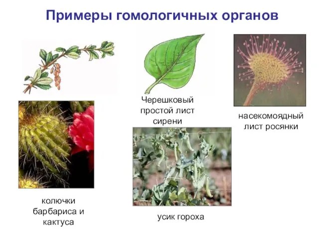 Примеры гомологичных органов насекомоядный лист росянки колючки барбариса и кактуса усик гороха Черешковый простой лист сирени