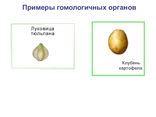 Примеры гомологичных органов Клубень картофеля