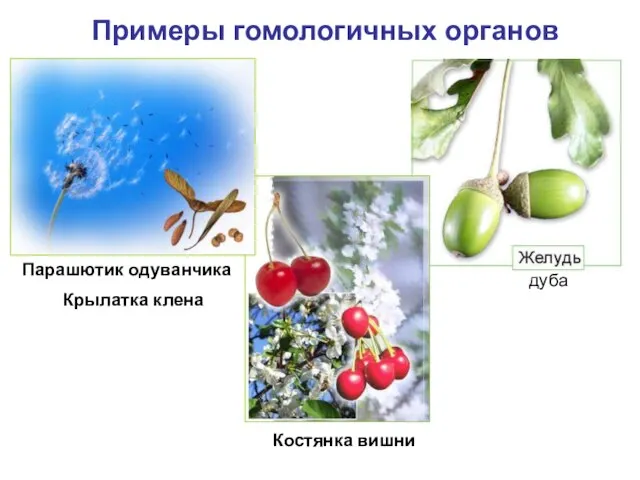 Примеры гомологичных органов Парашютик одуванчика Крылатка клена Костянка вишни дуба