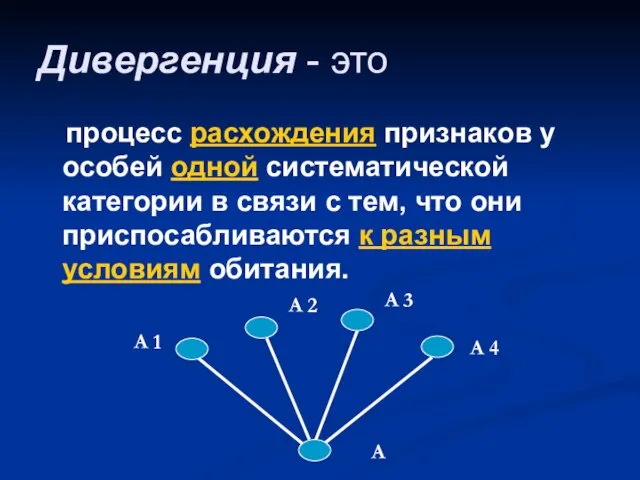 Дивергенция - это процесс расхождения признаков у особей одной систематической категории в