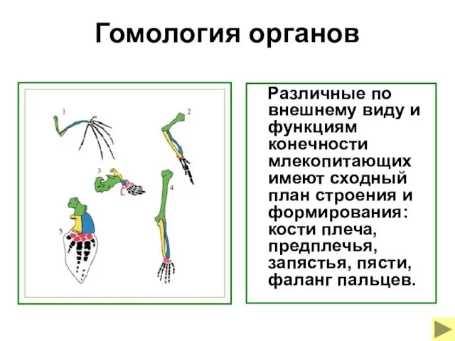 Гомология органов Различные по внешнему виду и функциям конечности млекопитающих имеют сходный