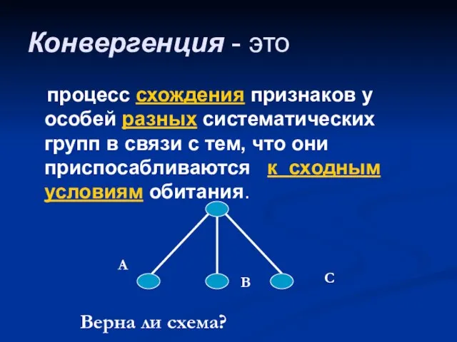 Конвергенция - это процесс схождения признаков у особей разных систематических групп в