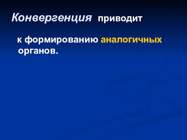 Конвергенция приводит к формированию аналогичных органов.