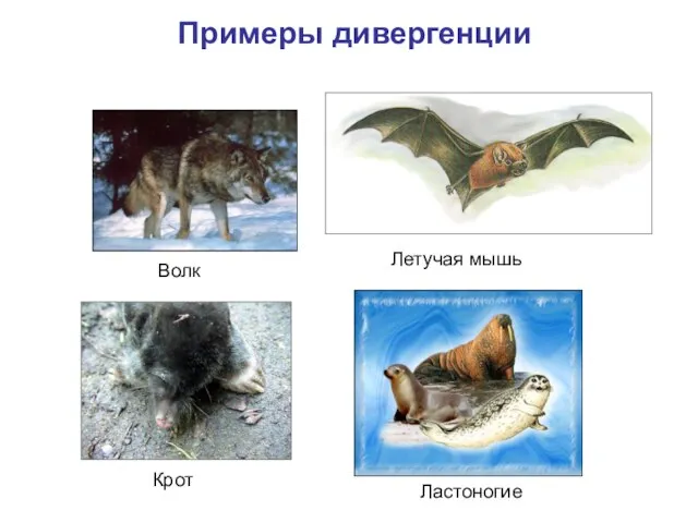 Примеры дивергенции Ластоногие Крот Волк Летучая мышь