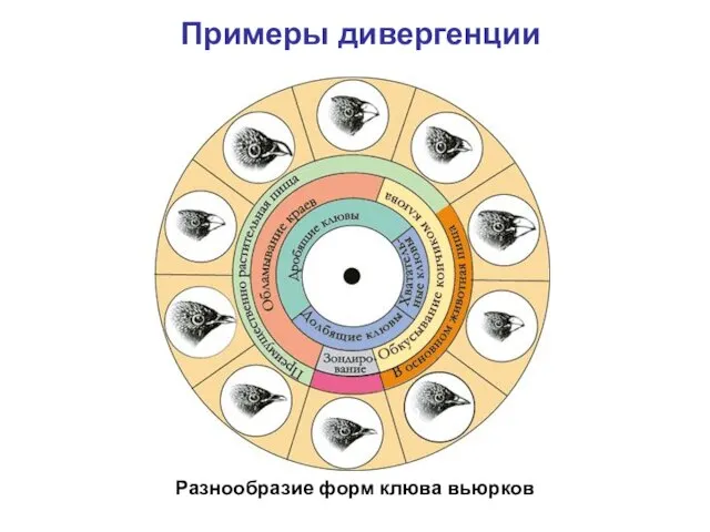 Разнообразие форм клюва вьюрков Примеры дивергенции