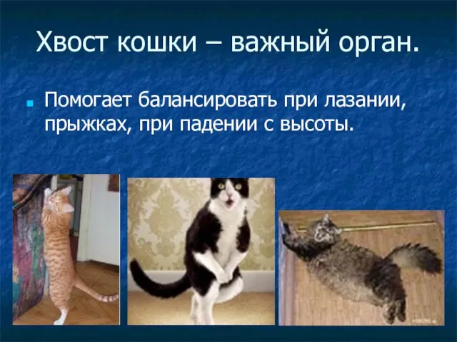 Хвост кошки – важный орган. Помогает балансировать при лазании, прыжках, при падении с высоты.