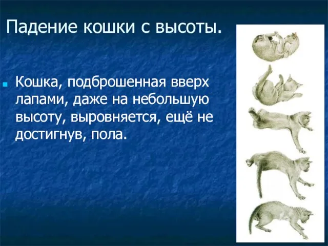 Падение кошки с высоты. Кошка, подброшенная вверх лапами, даже на небольшую высоту,