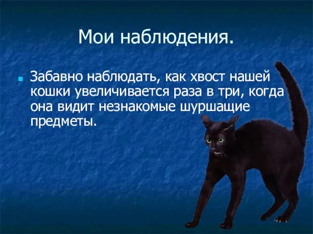 Мои наблюдения. Забавно наблюдать, как хвост нашей кошки увеличивается раза в три,