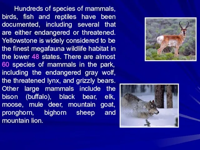 Hundreds of species of mammals, birds, fish and reptiles have been documented,