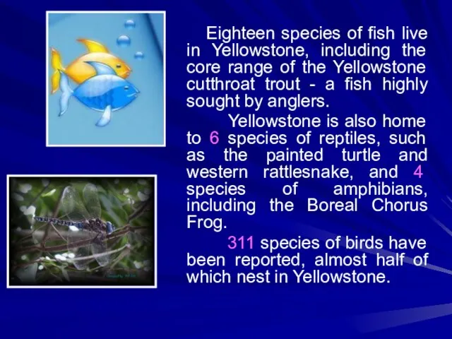 Eighteen species of fish live in Yellowstone, including the core range of