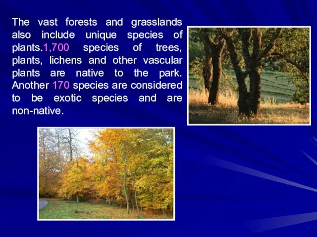 The vast forests and grasslands also include unique species of plants.1,700 species