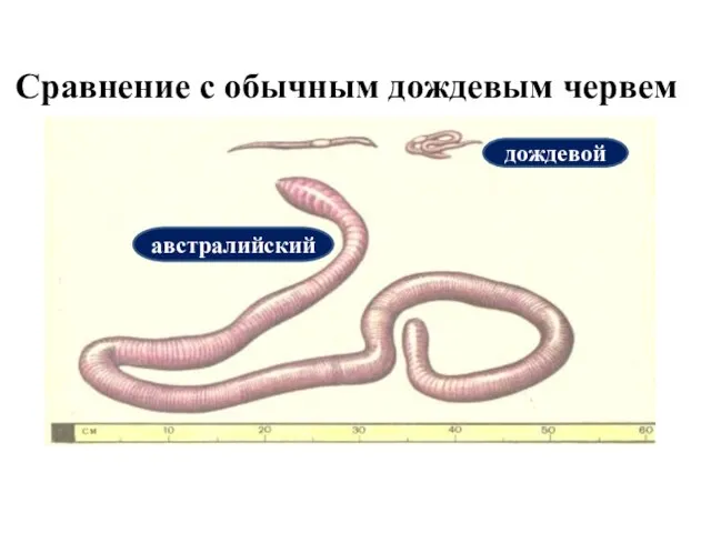 Сравнение с обычным дождевым червем дождевой австралийский