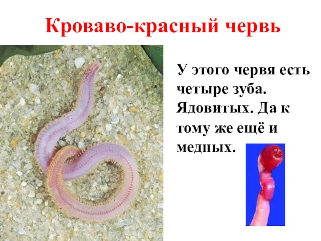 Кроваво-красный червь У этого червя есть четыре зуба. Ядовитых. Да к тому же ещё и медных.