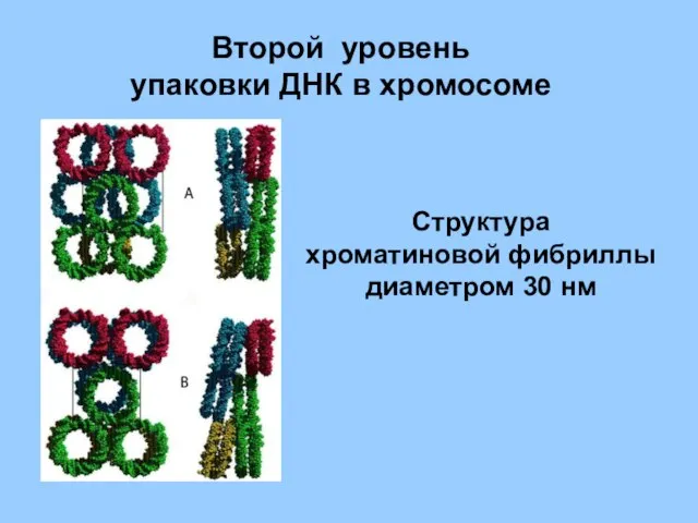 Второй уровень упаковки ДНК в хромосоме Структура хроматиновой фибриллы диаметром 30 нм