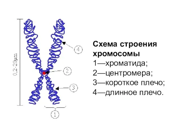 Схема строения хромосомы 1—хроматида; 2—центромера; 3—короткое плечо; 4—длинное плечо.