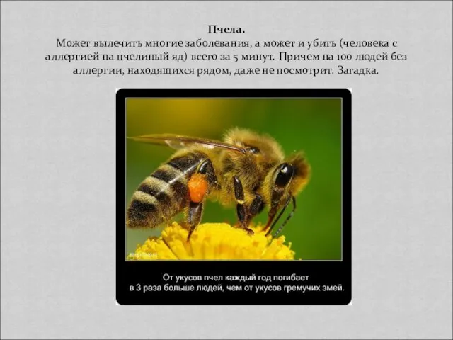 Пчела. Может вылечить многие заболевания, а может и убить (человека с аллергией