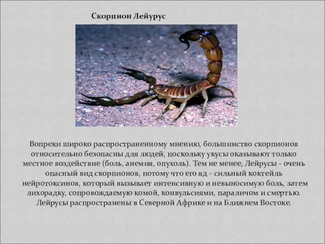 Скорпион Лейурус квинкестриатус Вопреки широко распространенному мнению, большинство скорпионов относительно безопасны для
