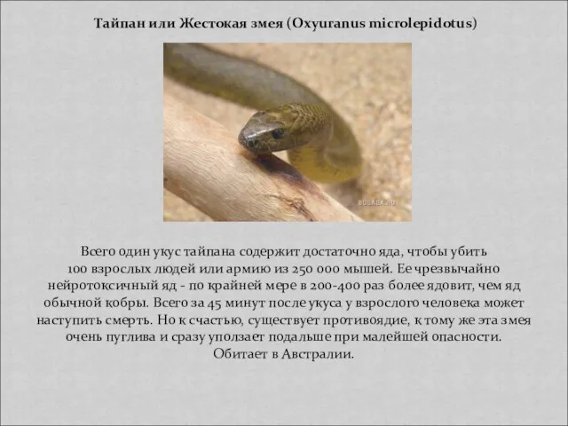Тайпан или Жестокая змея (Oxyuranus microlepidotus) Всего один укус тайпана содержит достаточно