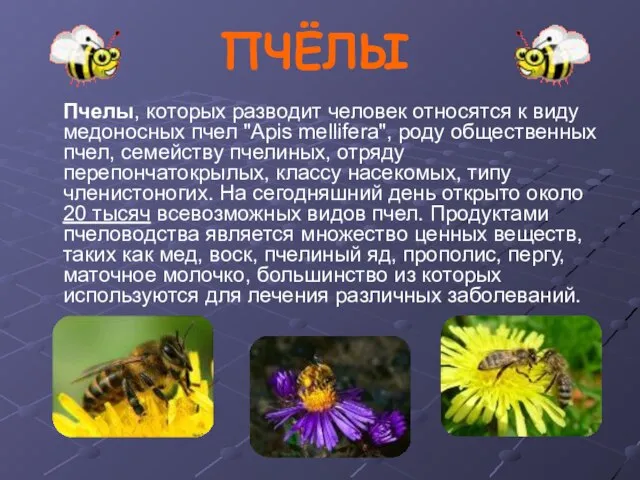 Пчелы, которых разводит человек относятся к виду медоносных пчел "Apis mellifera", роду