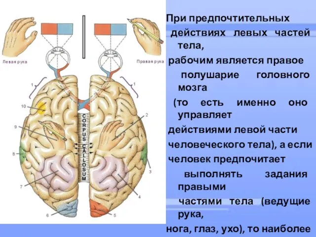 При предпочтительных действиях левых частей тела, рабочим является правое полушарие головного мозга