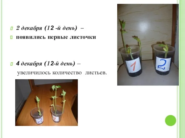 2 декабря (12 -й день) – появились первые листочки 4 декабря (12-й