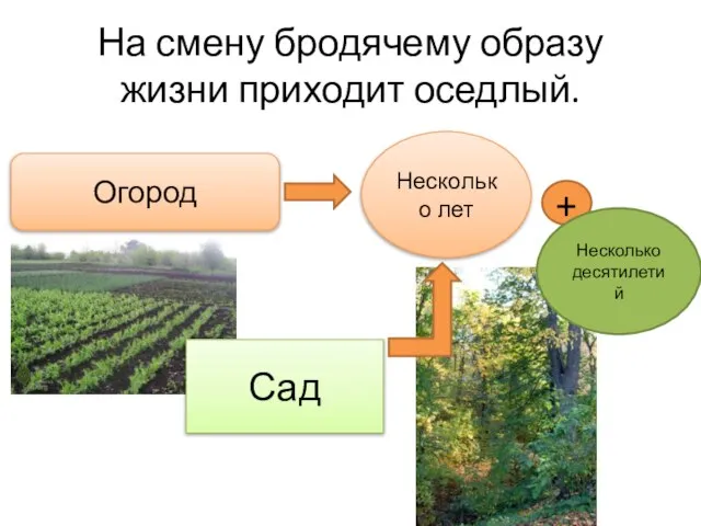 На смену бродячему образу жизни приходит оседлый. Огород Несколько лет Сад + Несколько десятилетий