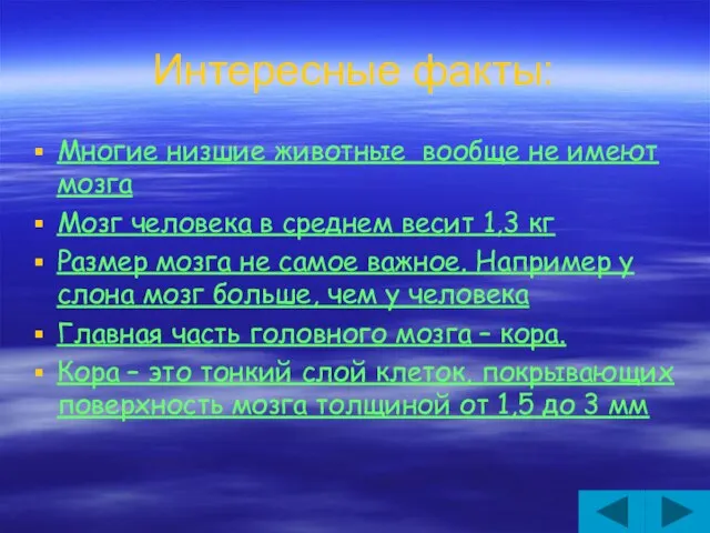 Интересные факты: Многие низшие животные вообще не имеют мозга Мозг человека в