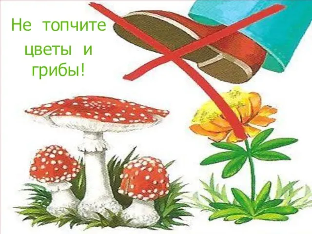 Не топчите цветы и грибы!