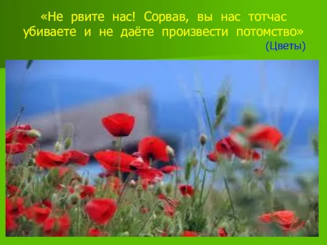 «Не рвите нас! Сорвав, вы нас тотчас убиваете и не даёте произвести потомство» (Цветы)