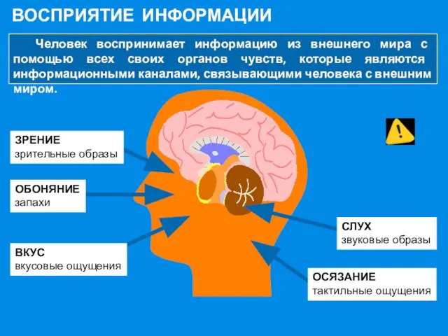 ВОСПРИЯТИЕ ИНФОРМАЦИИ Человек воспринимает информацию из внешнего мира с помощью всех своих