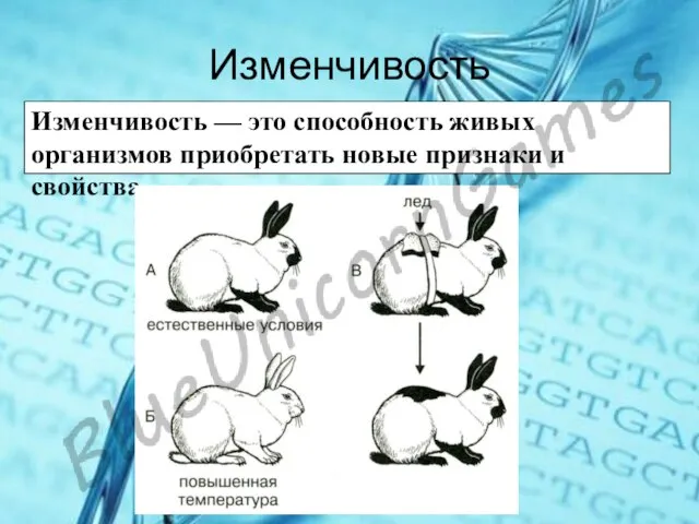 Изменчивость Изменчивость — это способность живых организмов приобретать новые признаки и свойства.