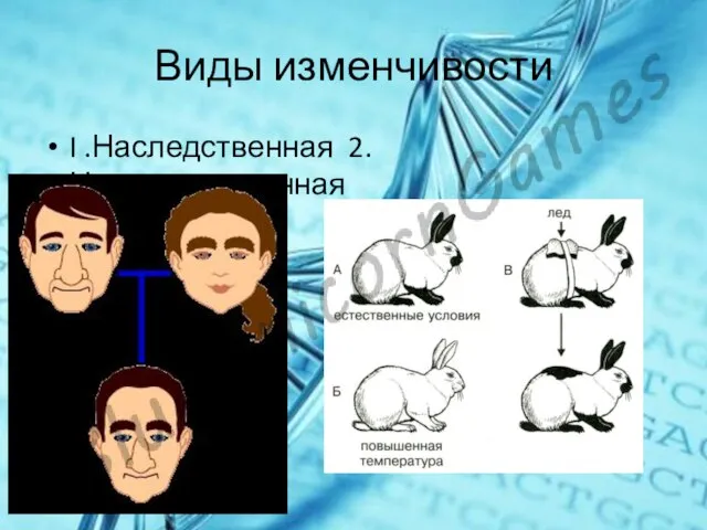 Виды изменчивости I .Наследственная 2. Ненаследственная