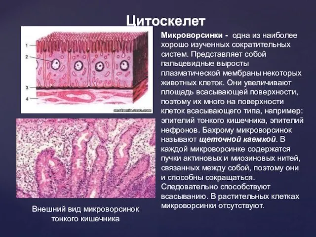 Цитоскелет Внешний вид микроворсинок тонкого кишечника Микроворсинки - одна из наиболее хорошо